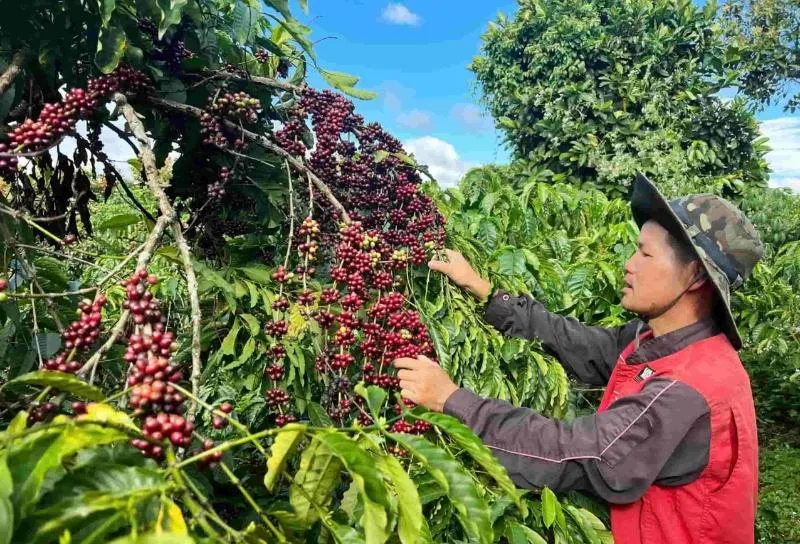 Giá cà phê hôm nay 13/9: Trong nước và thế giới cùng giảm
