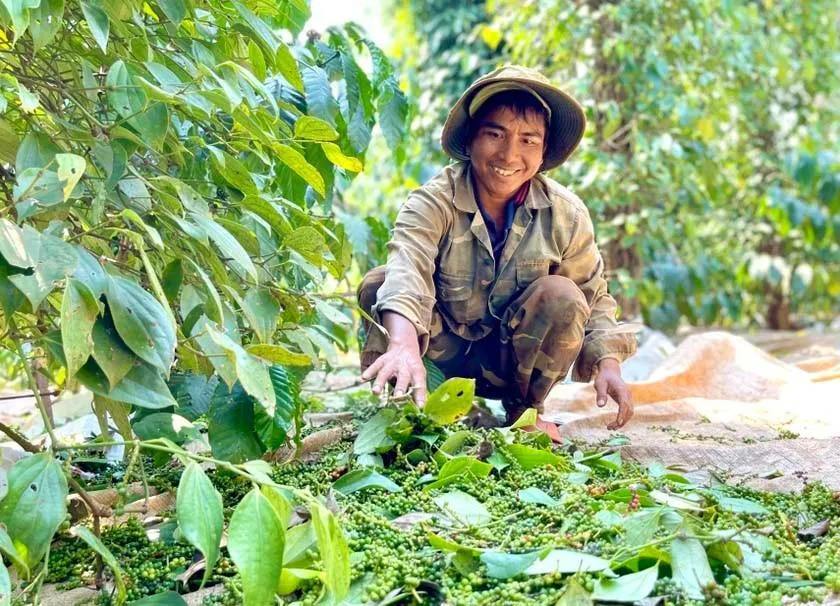Giá tiêu hôm nay 13/9: Quay đầu giảm 1.000 đồng/kg