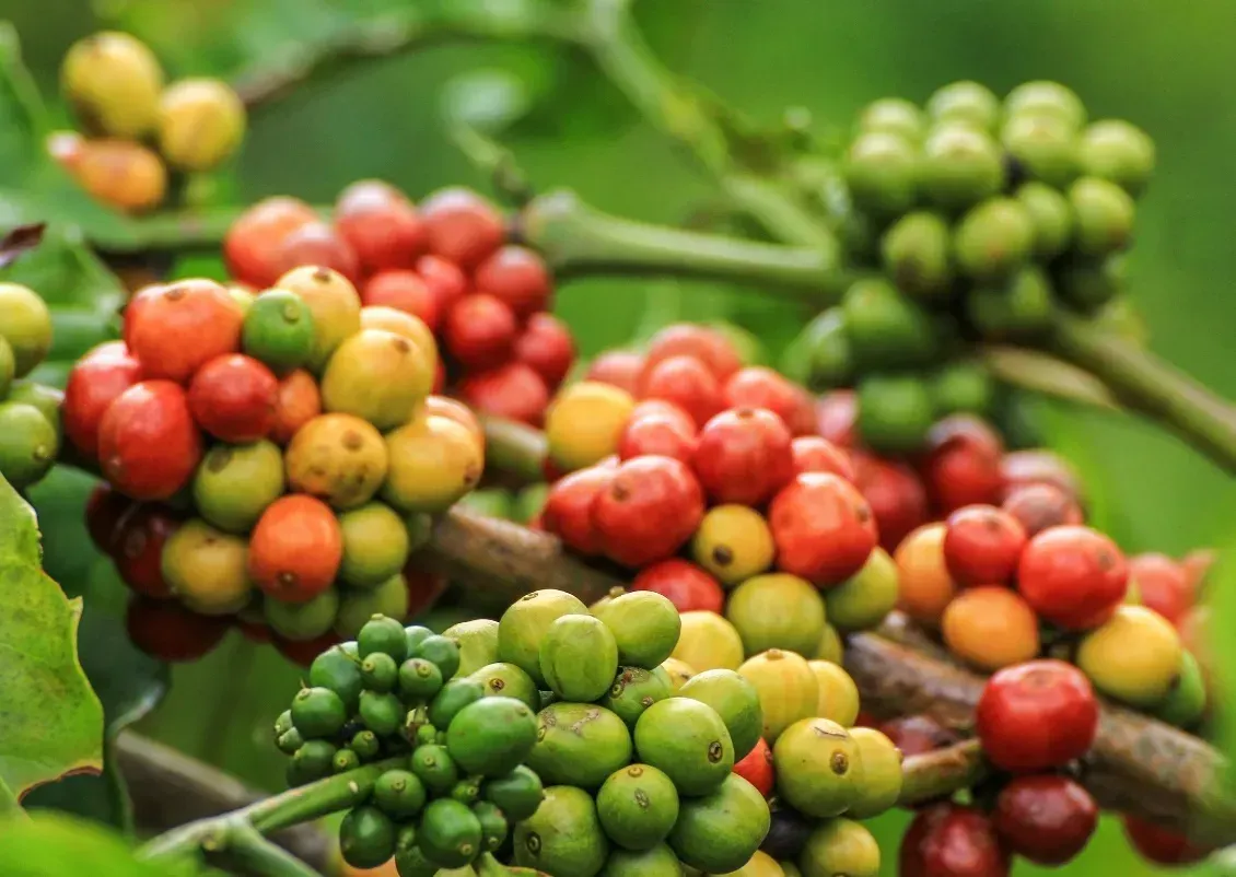 Giá cà phê hôm nay 15/9:  Đi ngang ở mức 94.700 - 95.500 đồng/kg