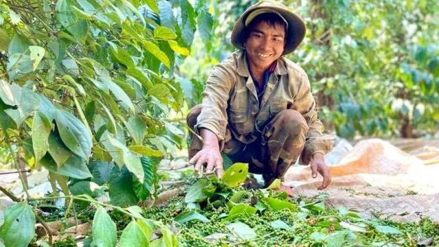 Giá tiêu hôm nay 15/9 đi ngang, cao nhất đạt 141.000 đồng/kg