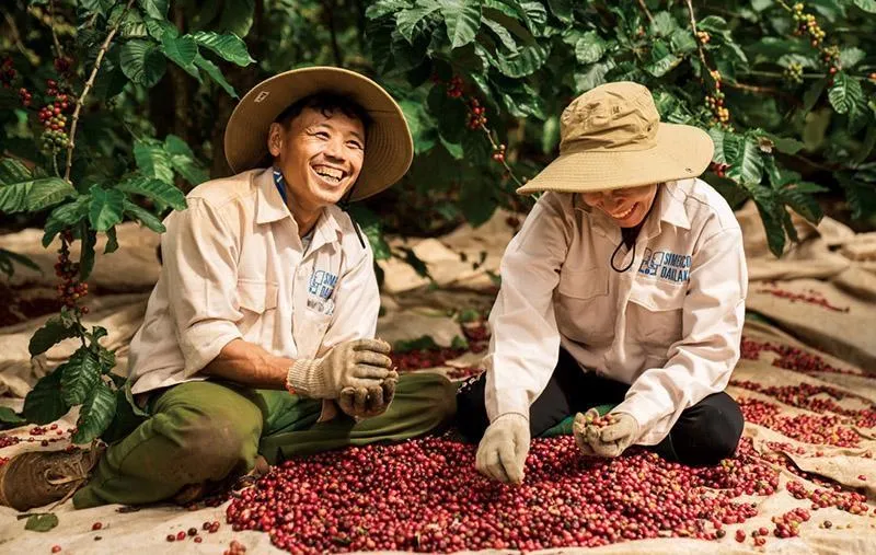 Giá cà phê hôm nay 16/9/2026: Đồng loạt tăng lên 95.500 đồng/kg