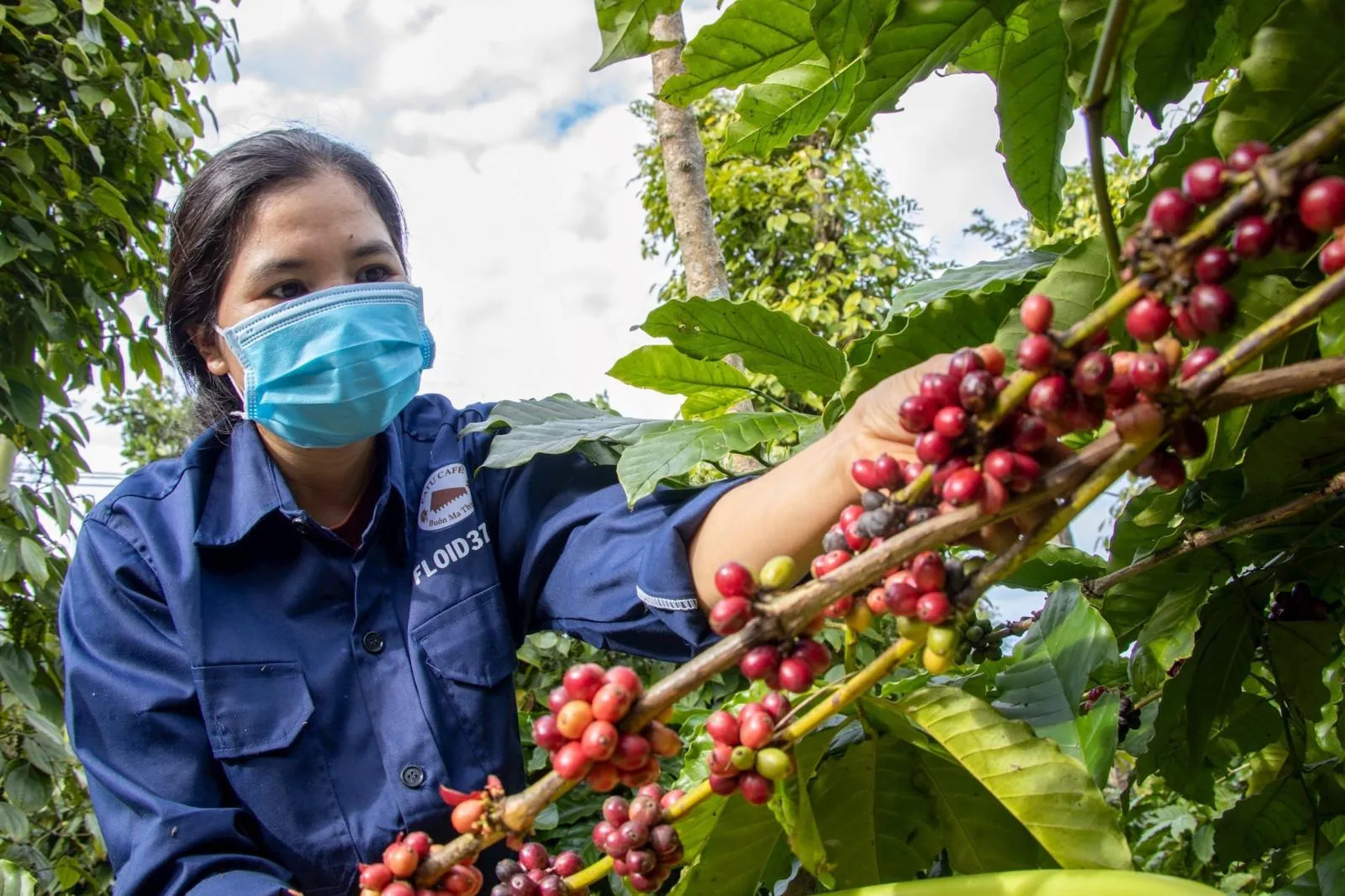 Giá cà phê hôm nay 18/9/2026: Quay đầu giảm sâu xuống 93.500 đồng