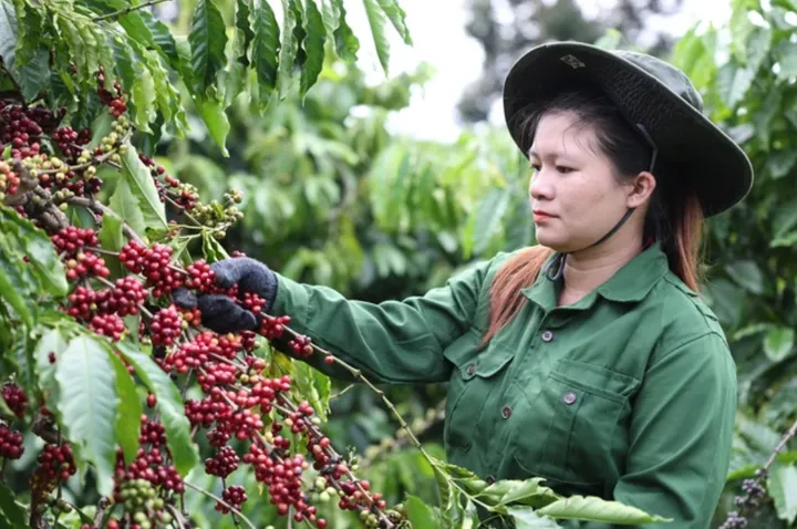 Giá cà phê hôm nay 21/9: Đi ngang quanh mốc 93.800 đồng