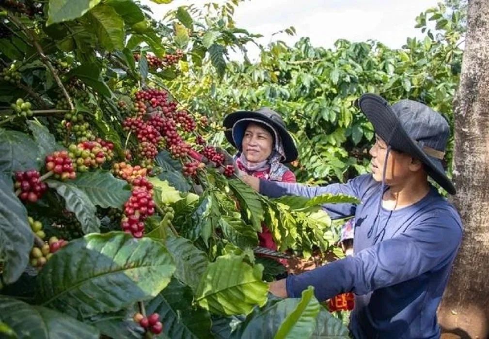 Giá cà phê hôm nay 23/9: Tây Nguyên giảm mạnh 800 đồng