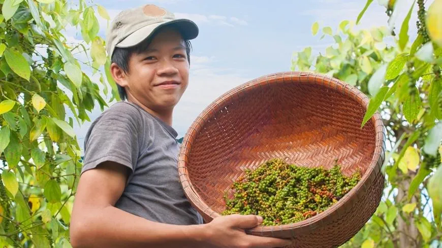 Giá tiêu hôm nay 25/9/2026: Đi ngang, cao nhất 140.000 đồng/kg