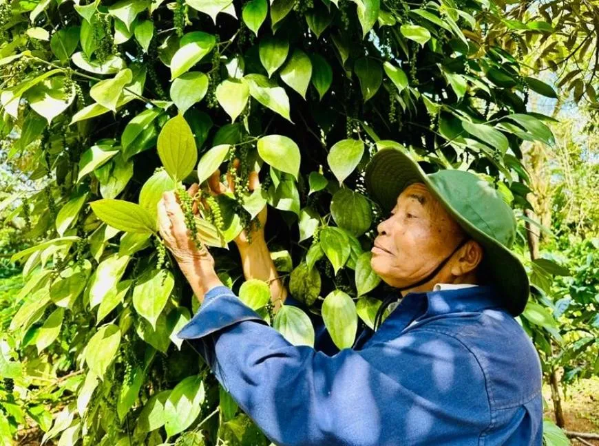 Giá tiêu hôm nay 27/9: Đi ngang, Lâm Đồng duy trì giá cao nhất
