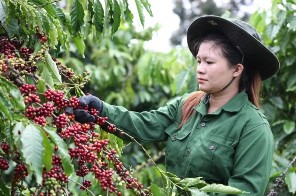 Giá cà phê hôm nay 28/9: Lên ngưỡng 93.800 đồng/kg