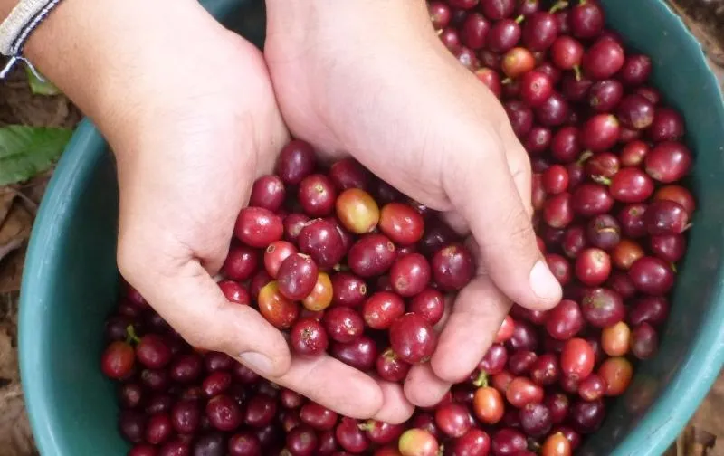 Giá cà phê hôm nay 3/10: Đồng loạt giảm sâu