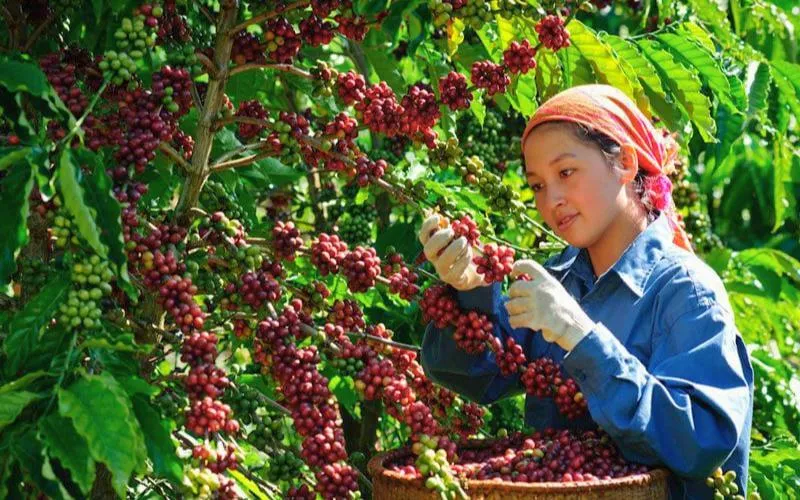 Giá cà phê hôm nay 5/10:Bật tăng đầu tuần