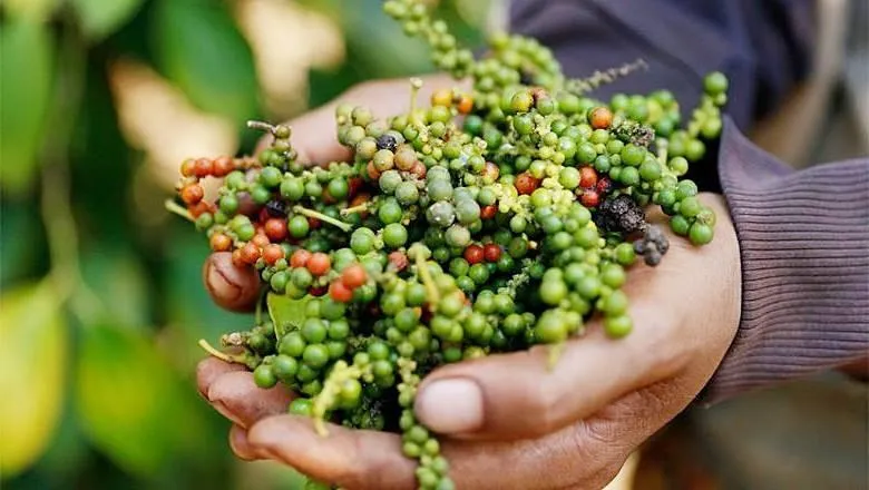 Giá tiêu hôm nay 5/10: Trong nước ngược chiều tăng nhẹ, thế giới phân hóa