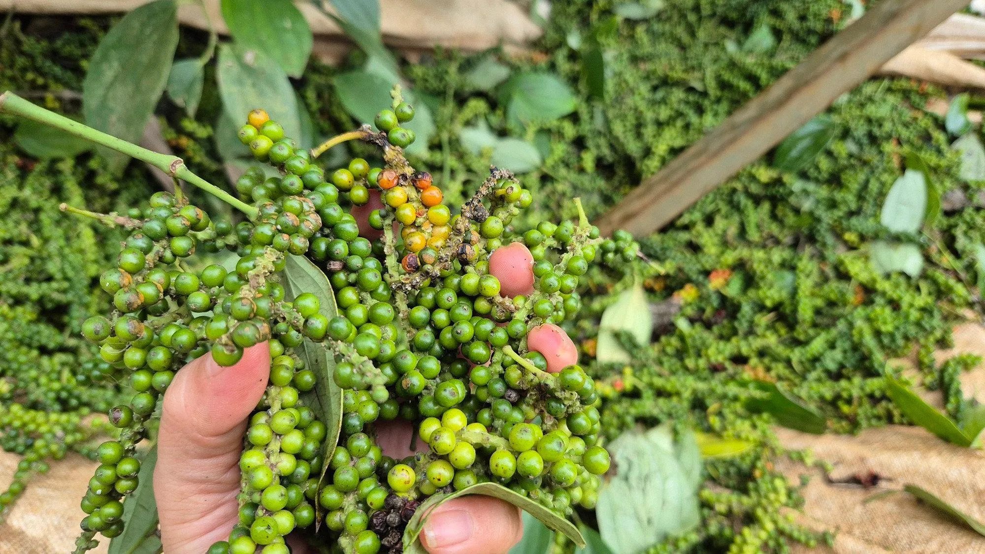 Giá tiêu hôm nay 6/10: Trong nước tăng 500đ, sàn thế giới giữ nhịp ổn định