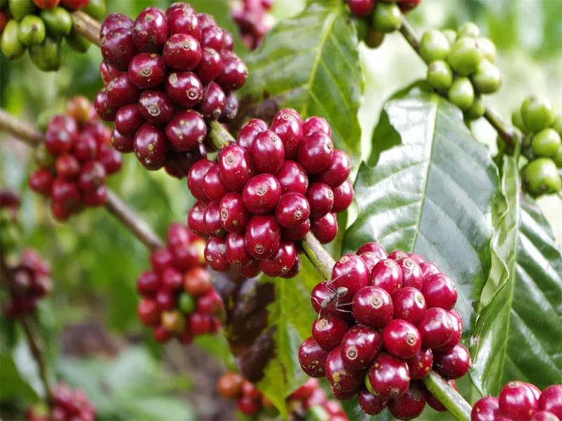 Giá cà phê hôm nay 7/10: Giảm nhẹ 300 đồng, sàn thế giới sôi động
