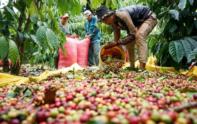 Giá cà phê hôm nay 12/10: Đi ngang, cao nhất 93.000 đồng/kg