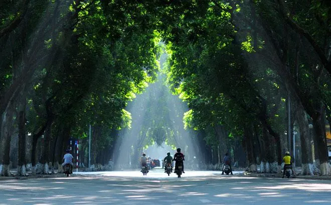 Hà Nội định hướng mỗi tuyến phố trồng một loài cây đặc trưng