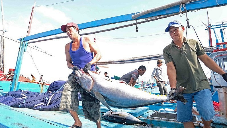 “Thẻ vàng” IUU không chỉ ảnh hưởng đến uy tín hải sản Việt Nam mà còn khiến toàn ngành đối mặt với nguy cơ tương tự tại thị trường xuất khẩu khác ngoài EU.
