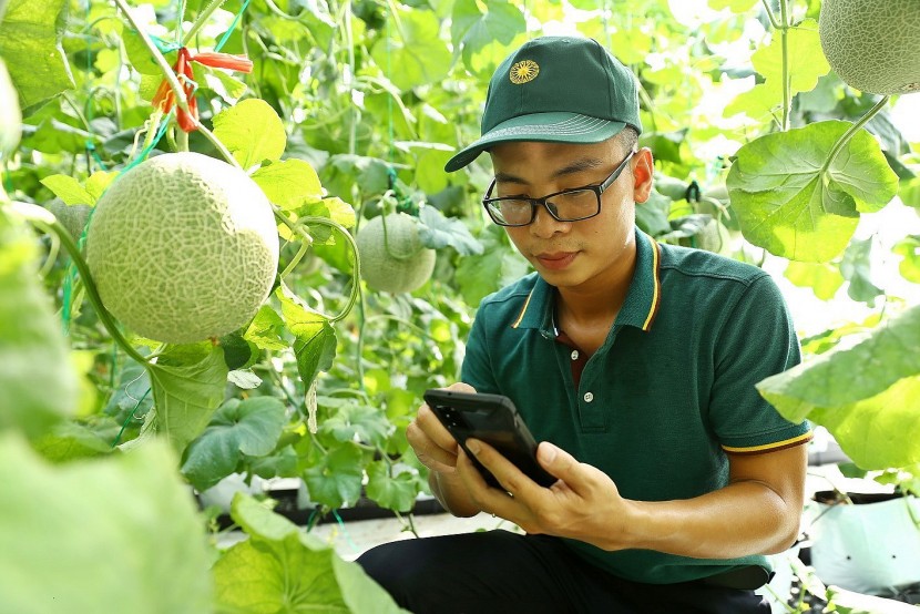 ô hình nông nghiệp công nghệ cao tại Hà Nam Hightech ứng dụng hệ thống công nghệ nhà màng, điều khiển lưu lượng tưới, dinh dưỡng qua smartphone. Ảnh: TTXVN