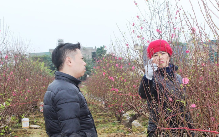 Hải Dương kêu gọi “Người Hải Dương chơi hoa đào tết của Hải Dương”