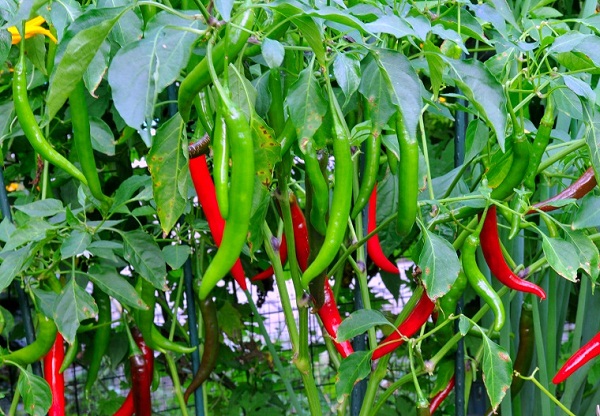 Bầu Đức thu 30 tỷ mỗi tháng nhờ tương ớt