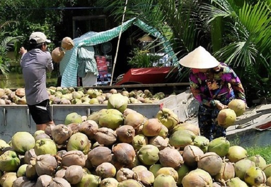 Giá dừa khô giảm mạnh