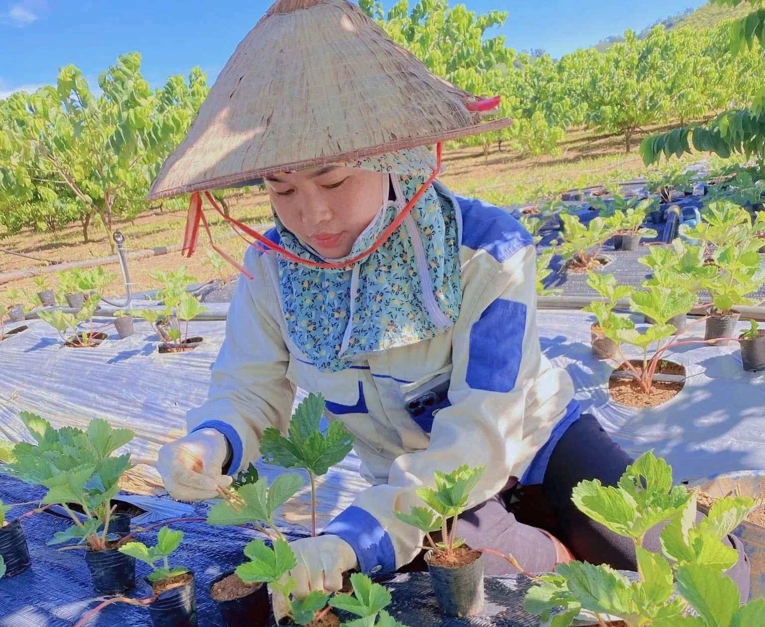 Từ 20 triệu đồng của M7 – MFI, người phụ nữ Sơn La gây dựng mô hình kinh tế 2 ha