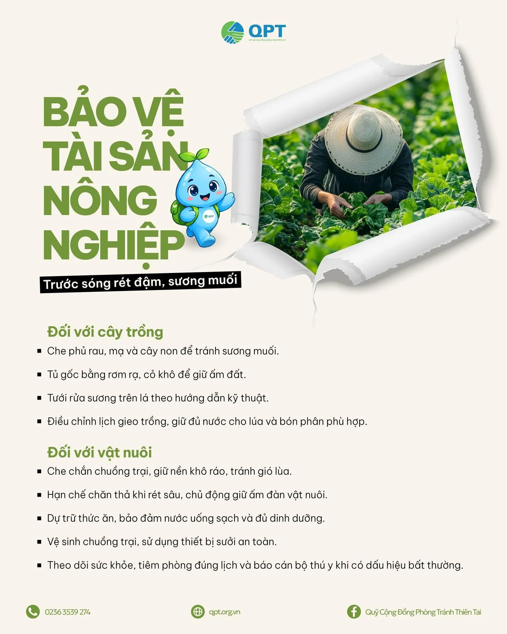 Cách bảo vệ cây trồng, vật nuôi khi rét đậm, sương muối