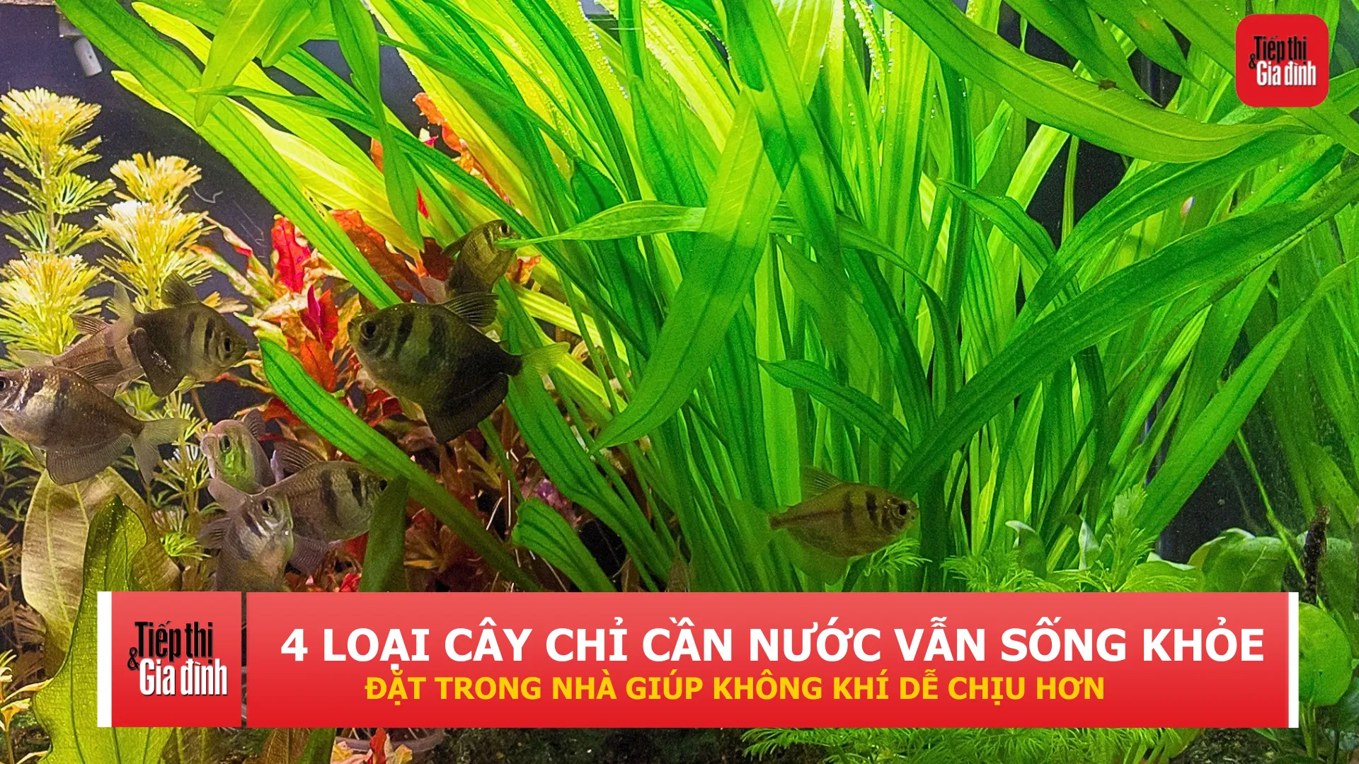 Không tốn nhiều công chăm sóc, 4 loại cây này đang được dân văn phòng ưa chuộng