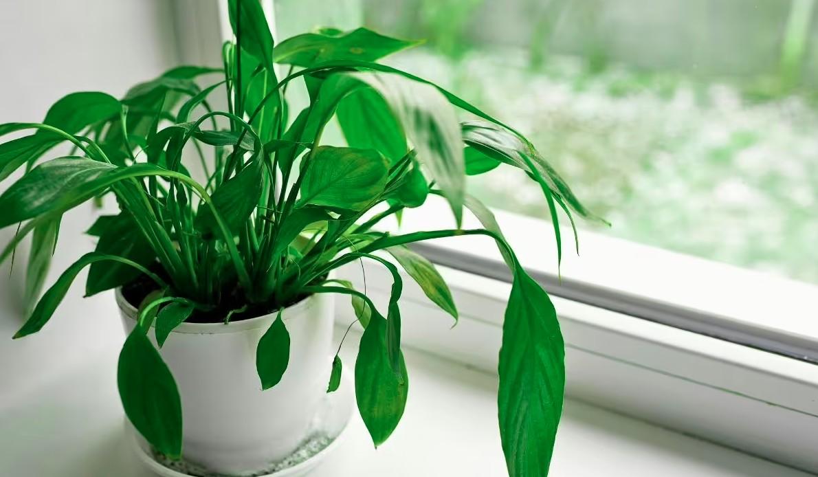 Muốn phòng tắm luôn khô thoáng mà không cần máy hút ẩm: Đặt ngay 5 loại cây xanh này