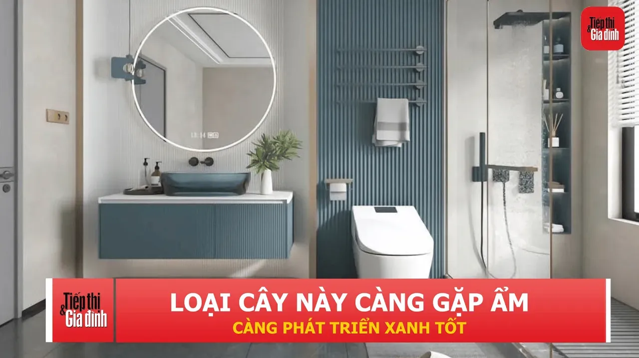 7 loại cây hút ẩm tốt, giúp phòng tắm sạch thoáng và hạn chế nấm mốc