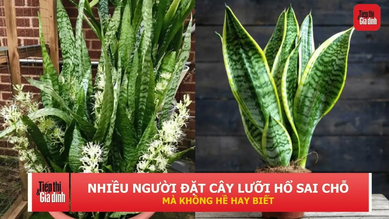4 vị trí không nên đặt cây lưỡi hổ trong nhà