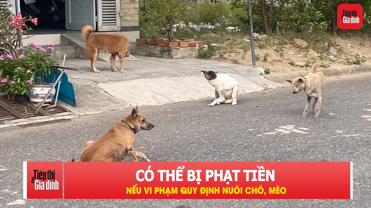Chính thức có mức phạt mới với người nuôi chó, mèo từ ngày 1/8