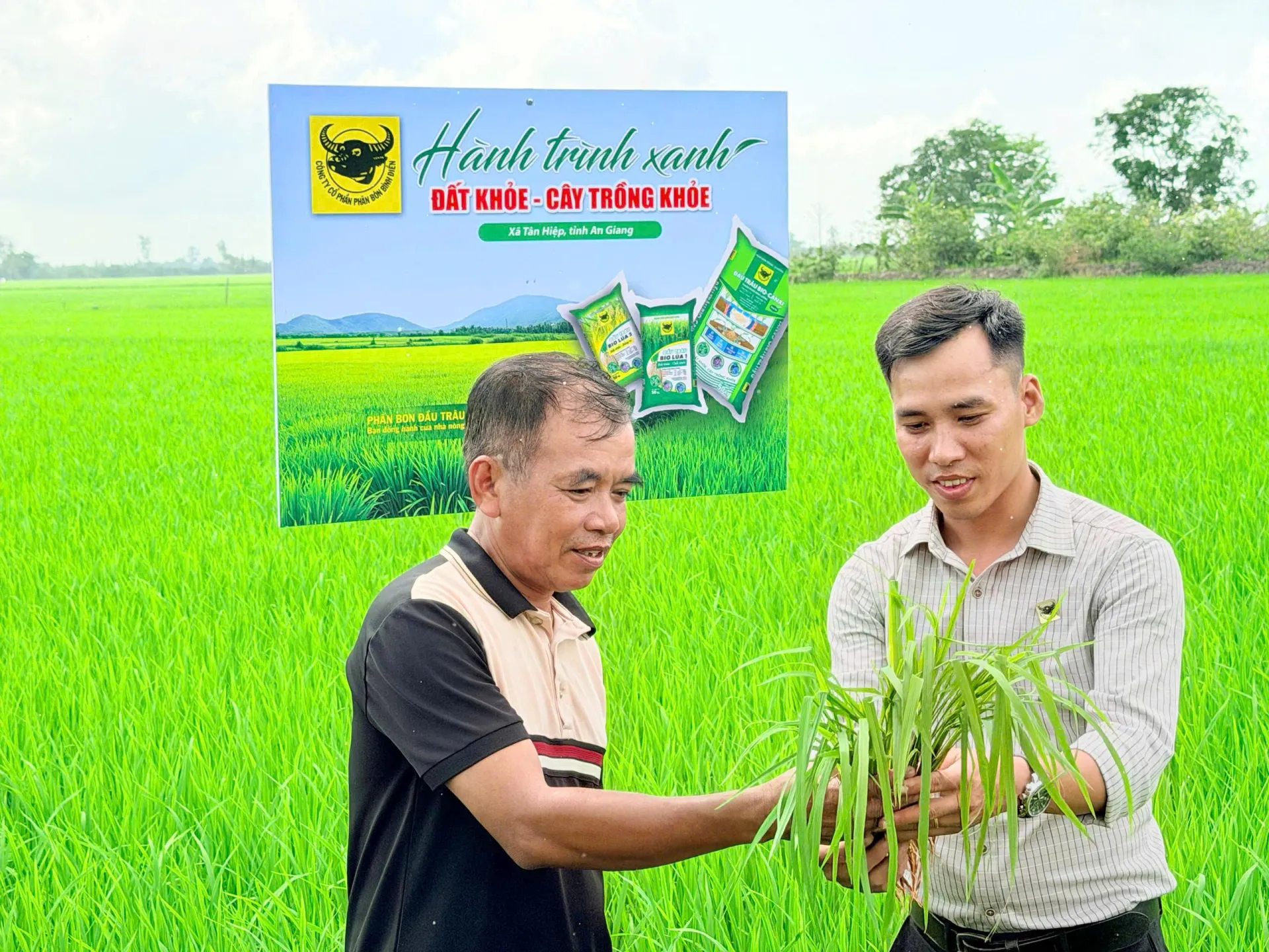 Lo từ gốc để cây lúa khỏe hơn