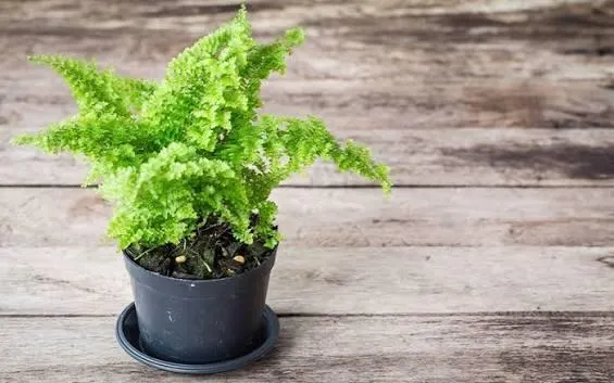 5 loại cây cảnh nên để trong nhà suốt mùa hè, mang ra ngoài nắng dễ héo úa, cháy lá