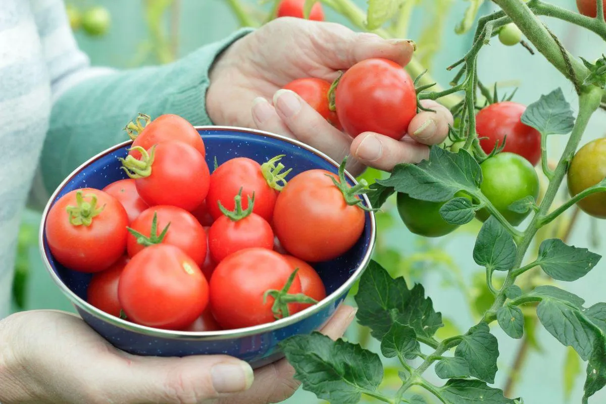 Đi chợ mua cà chua, đừng vội chọn quả còn cuống xanh nếu chưa biết điều này