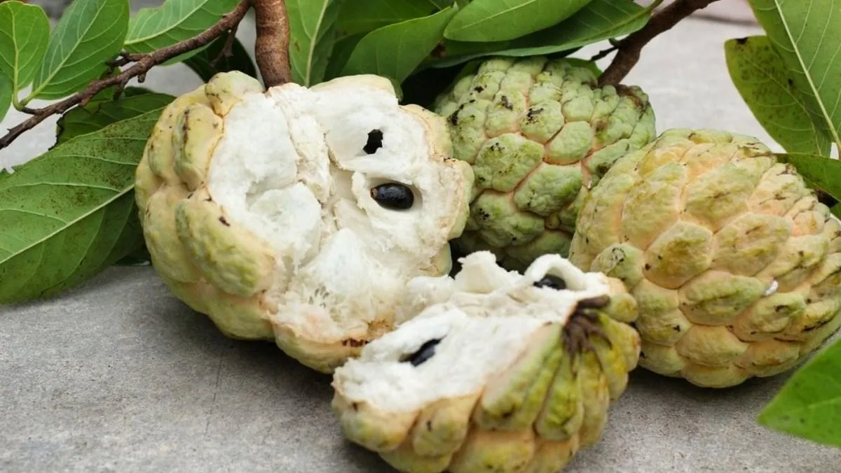 Đi chợ mua na chỉ cần nhìn điểm này là biết quả chín cây, ngọt lịm, bà nội trợ không nên bỏ qua