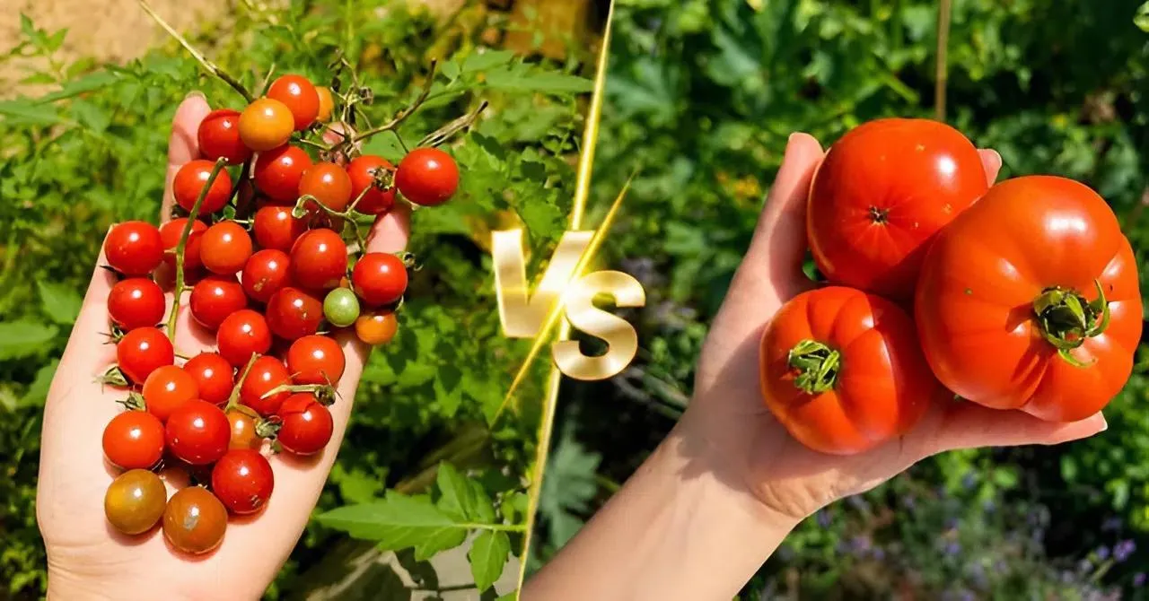 Cà chua bi hay cà chua thường: Loại nào thực sự tốt hơn cho sức khỏe?