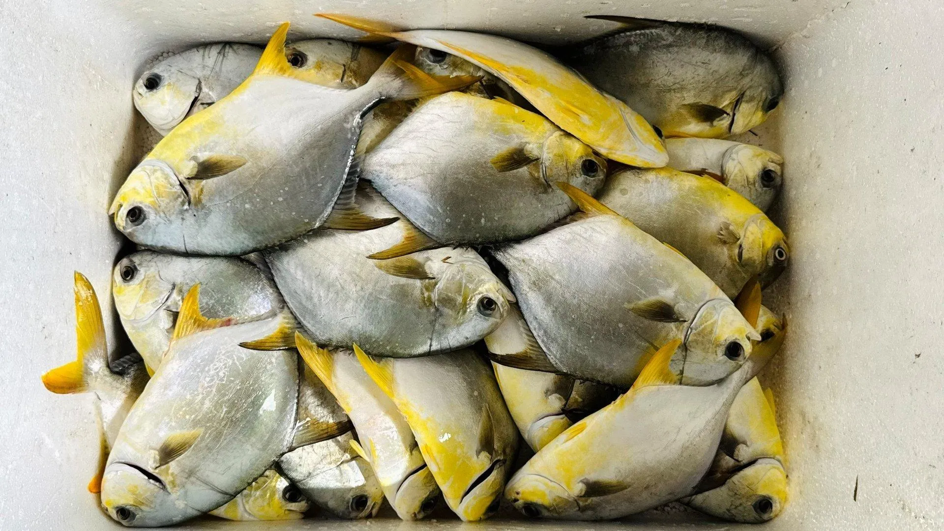 Đi chợ gặp 4 loại cá này nhất định phải mua ngay: Thịt ngon, giàu omega-3, giá lại không quá đắt