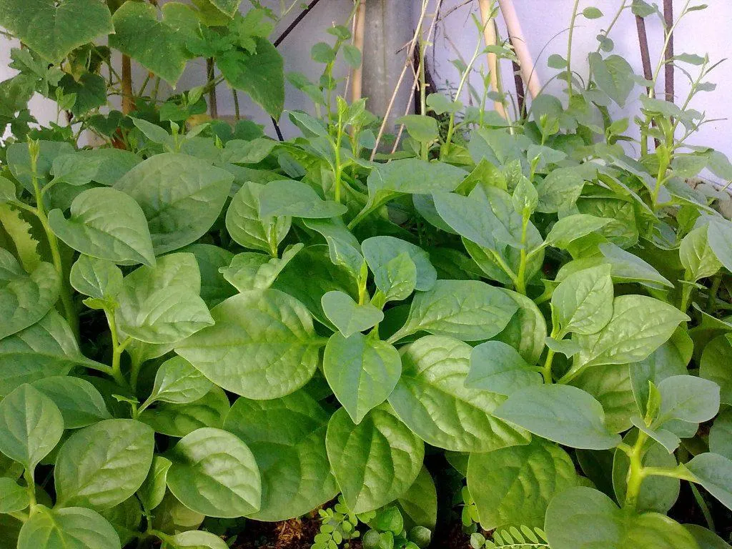 Trồng rau mùa hè cứ ưu tiên 7 loại này, đảm bảo nhanh cho thu hoạch, không lo sâu bệnh