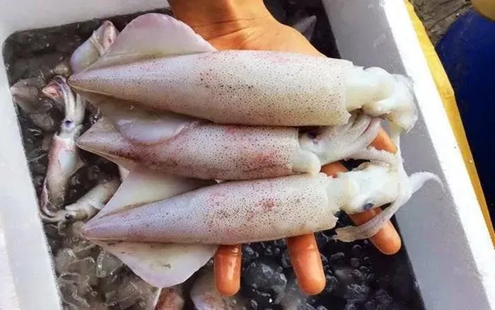 Mực có 5 dấu hiệu này, rẻ đến mấy cũng không nên mua