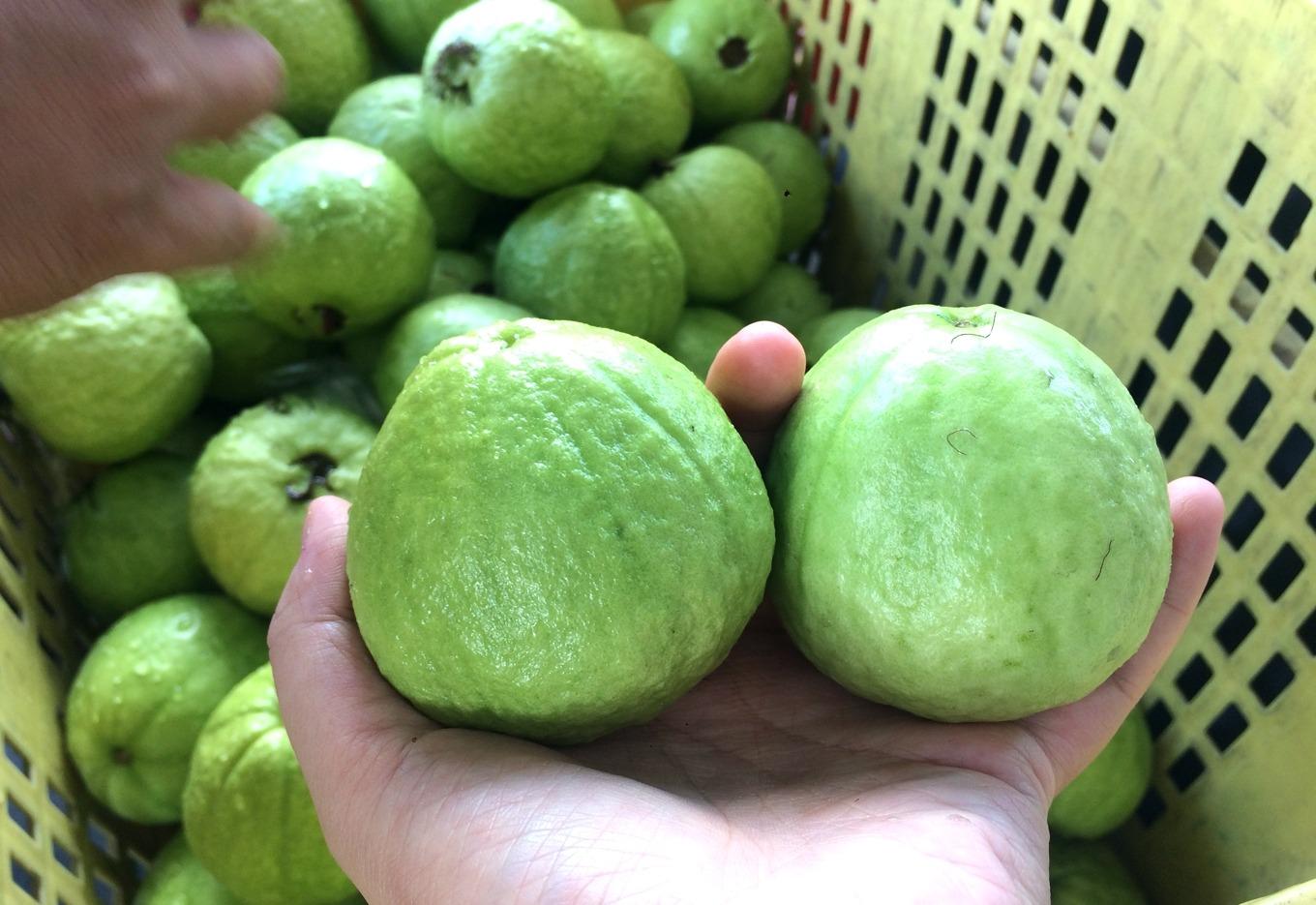 Mua ổi chọn quả sần sùi hay nhẵn mới ngọt giòn? Người bán tiết lộ mẹo ít ai biết