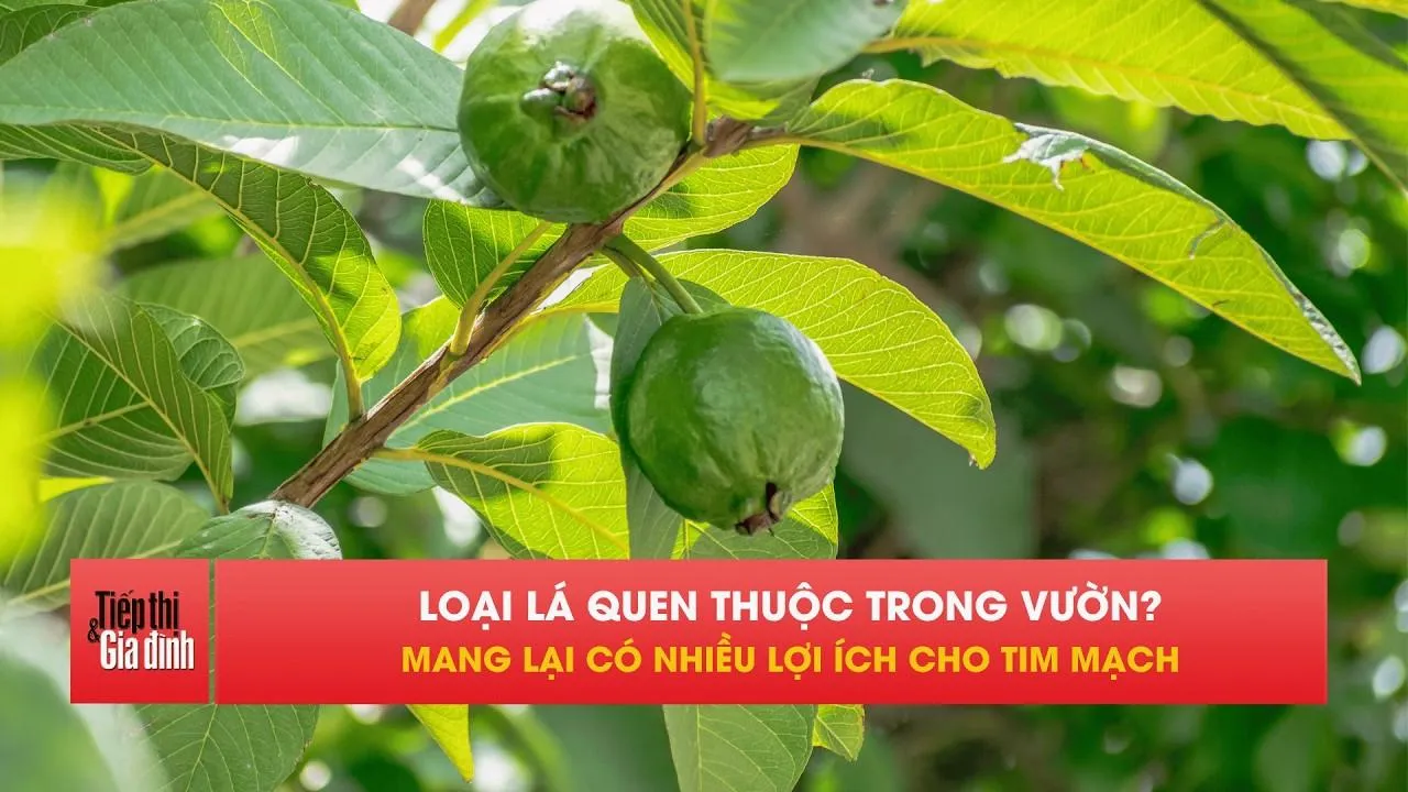 Loại lá mọc đầy vườn, chứa nhiều hoạt chất tốt cho tim mạch