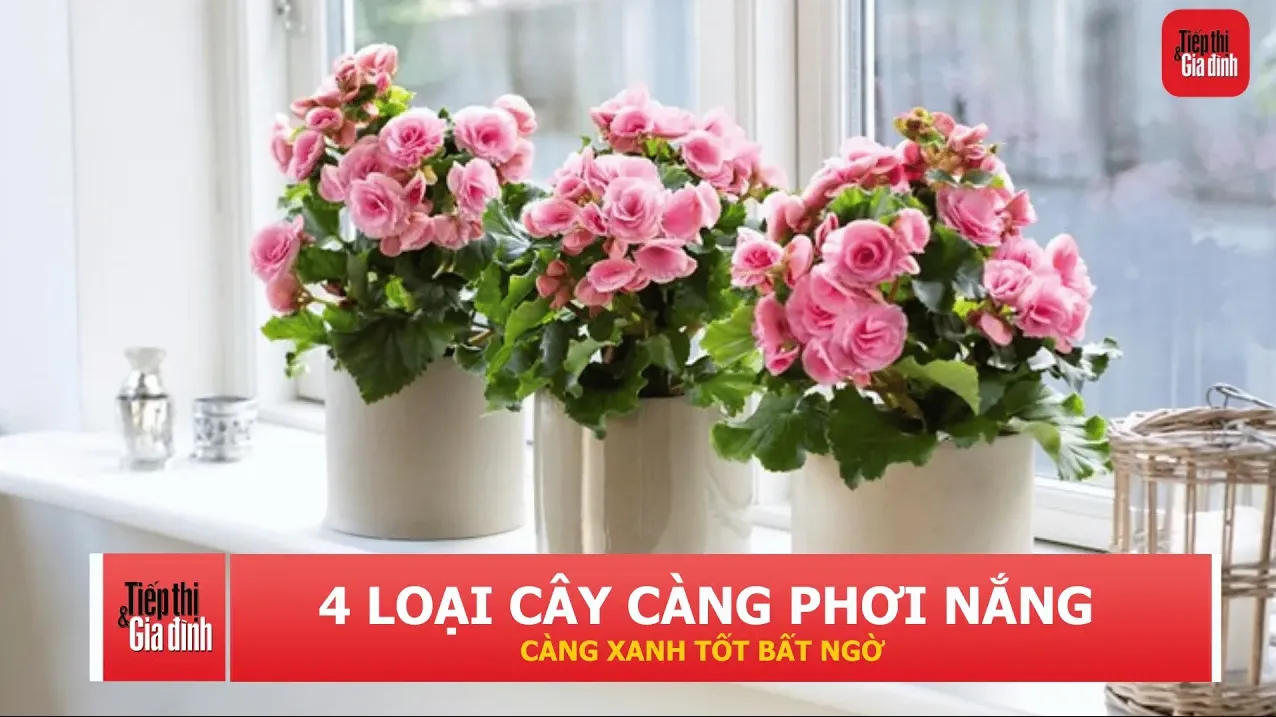 4 loại cây cảnh càng phơi nắng càng xanh tốt, rất hợp đặt cạnh cửa sổ