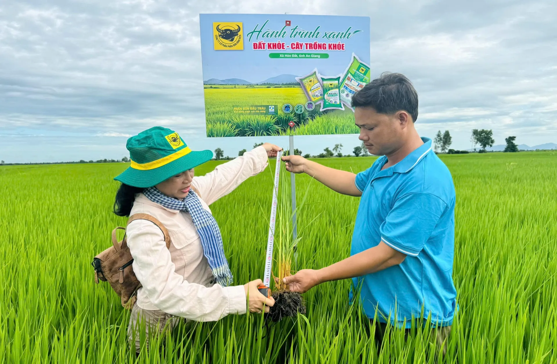 Cải tạo đất đầu vụ, chủ động hạn chế ngộ độc phèn cho lúa