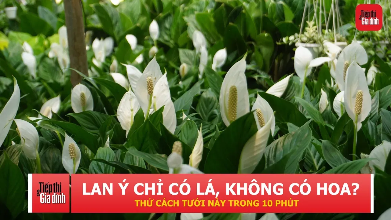Hoa lan ý xanh tốt mãi không ra hoa? Thử cách tưới 10 phút mỗi tuần