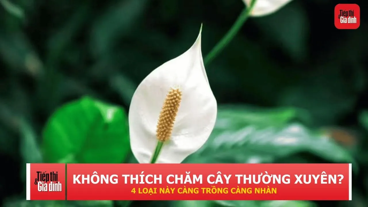 4 loại cây cảnh lớn chậm, ít phải cắt tỉa, càng trồng lâu càng đẹp