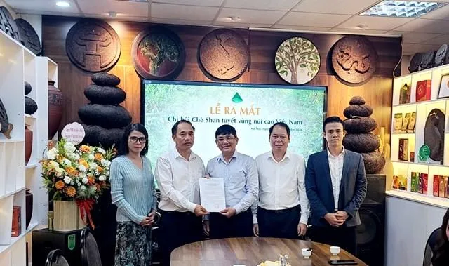 Chè Shan tuyết vùng núi cao tìm hướng nâng giá trị từ liên kết và chuẩn hóa