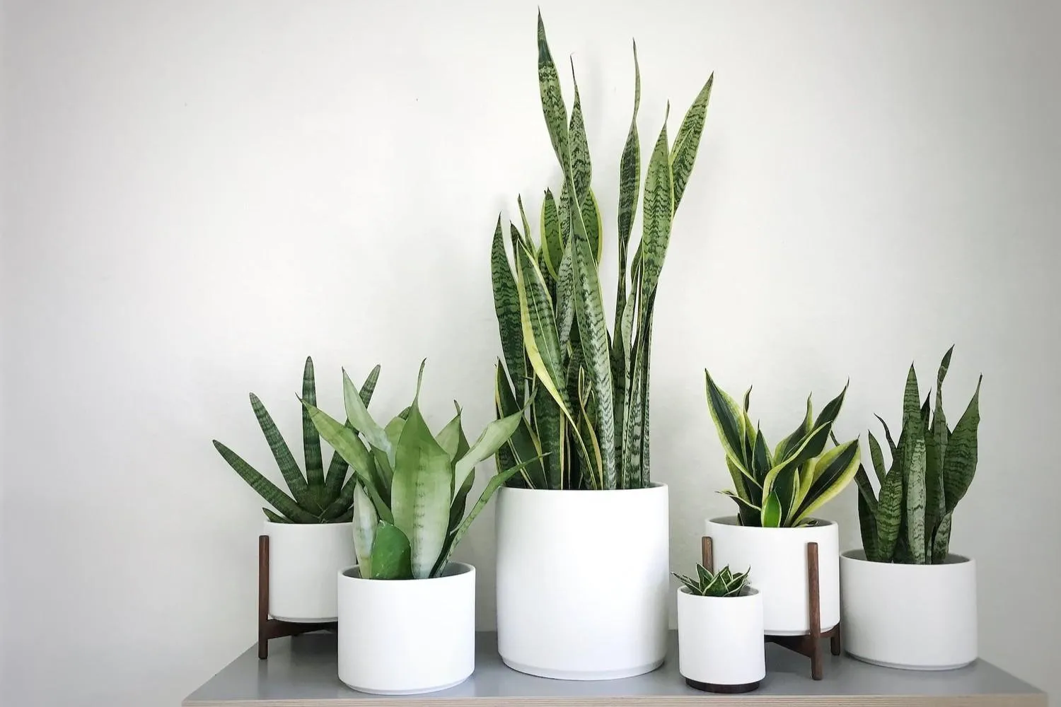 5 loại cây cảnh nên trồng trong nhà để không khí trong lành, dễ chịu hơn