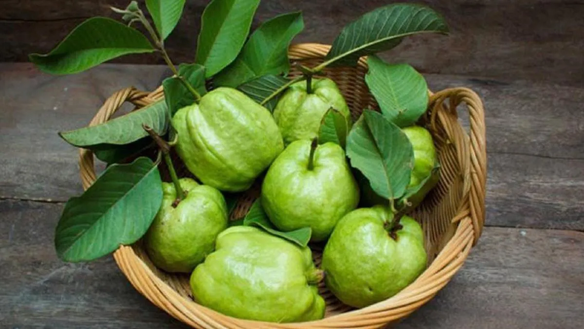 Bí quyết đơn giản chọn ổi thơm giòn, ngọt lịm, đậm vị mùa thu không nên bỏ qua