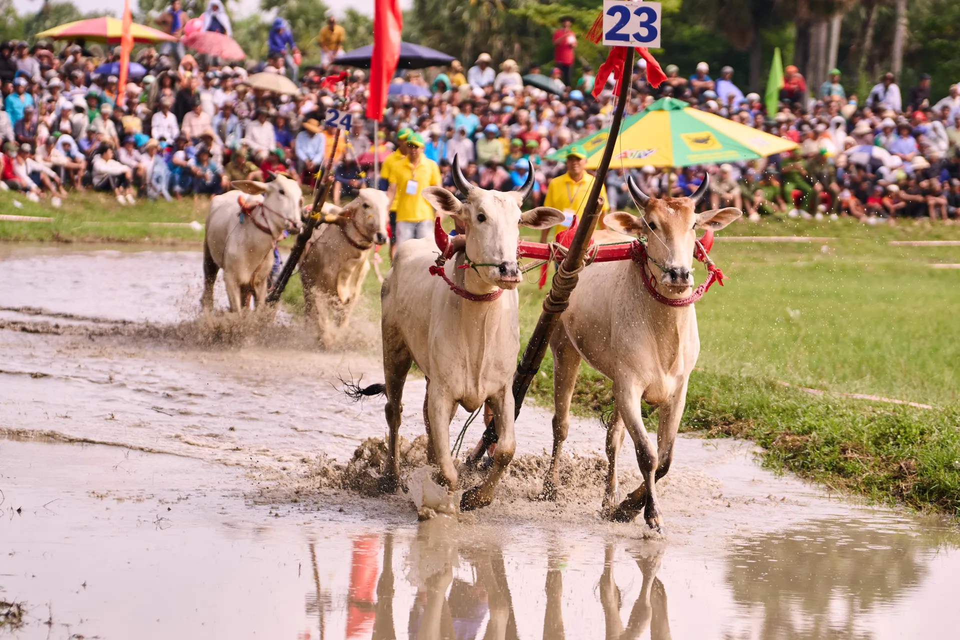 Bình Điền và 5 năm nối dài sức sống di sản Đua bò Bảy Núi
