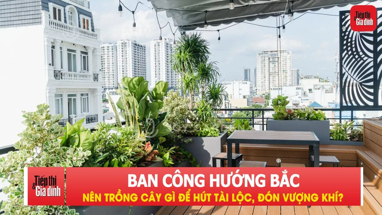 Ban công hướng Bắc nên trồng cây gì để hút tài lộc, đón vượng khí?