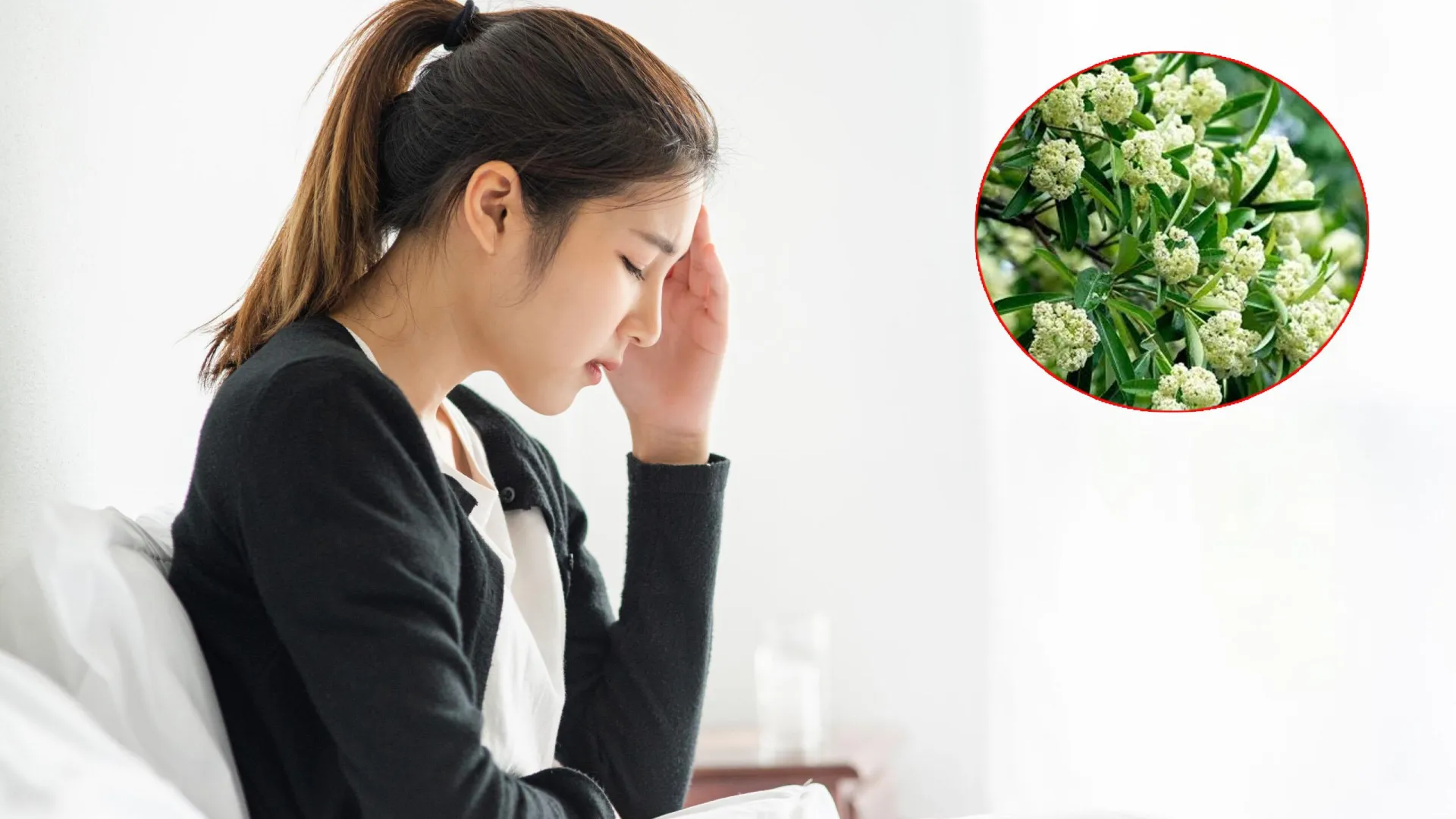 Mùi hoa sữa nồng nặc có thể gây đau đầu? Đây là những nhóm người cần đặc biệt thận trọng